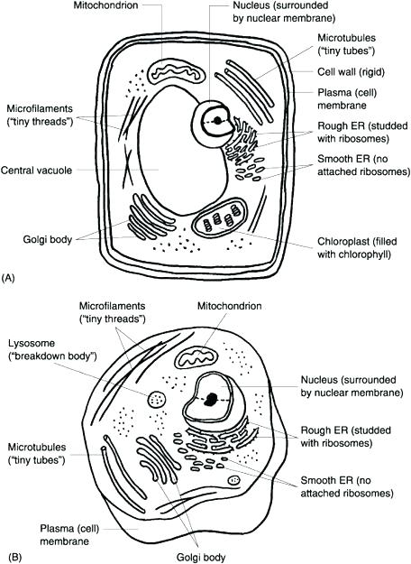 456x625 Animal Cell Label And Color Worksheet Animal Cell Plant Cell Both