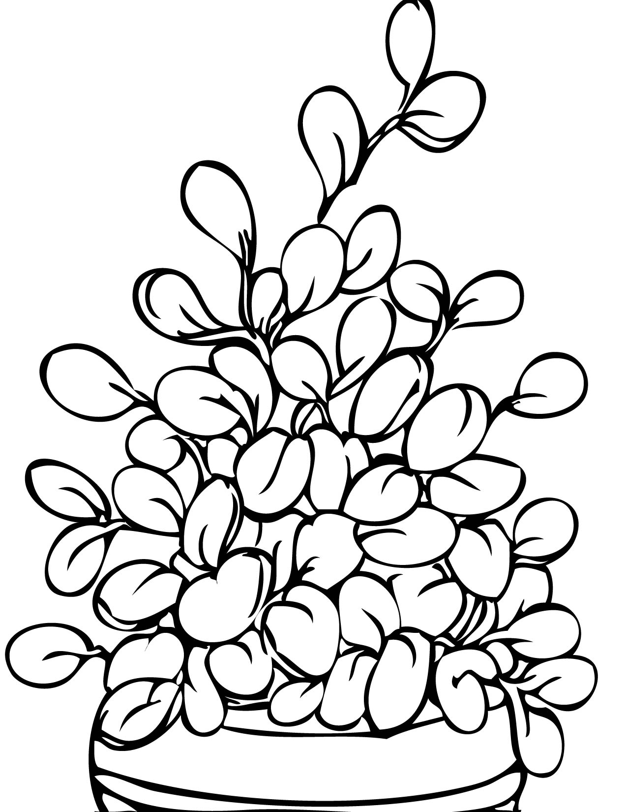 1275x1650 Jade Plant Coloring Page Handipoints Inside Pages