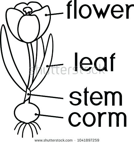 435x470 Parts Plant Coloring Page Morphology Flowering Stock Vector Stock