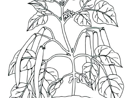 440x330 Plant Coloring Pages Drawn Jungle Plants Coloring Sheet Free