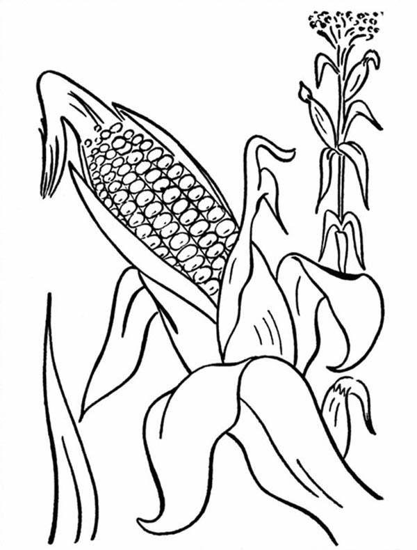 600x790 Corn Plant Coloring Page Corn Stalk Coloring Page Free Printable