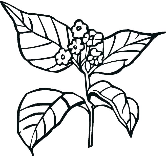 660x618 Coloring Pages Plants Coloring Pages Of Plants Plant Coloring