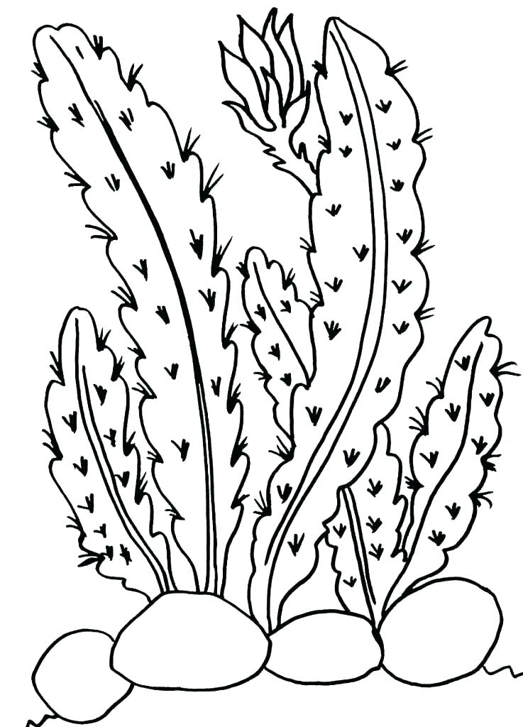 Cactus Coloring Pages Cactus Coloring Page Coloring Sheet Download 737x1024 Cactus Coloring Pages Cactus Coloring Page Coloring Sheet Download