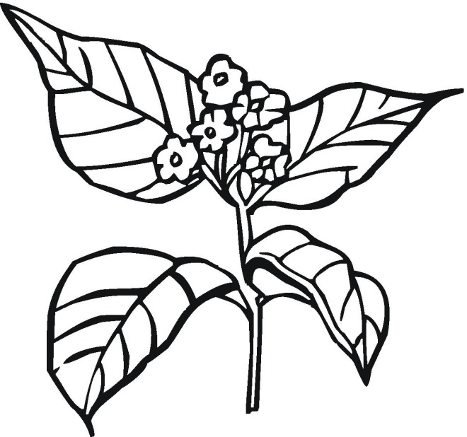 Plants Coloring Pages How Do Plants Grow Coloring Pages Kids 660x618 Plants Coloring Pages How Do Plants Grow Coloring Pages Kids