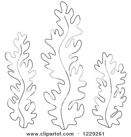 Seaweed Coloring Pages Seaweed Coloring Pages Ocean Plants 450x470 Seaweed Coloring Pages Seaweed Coloring Pages Ocean Plants