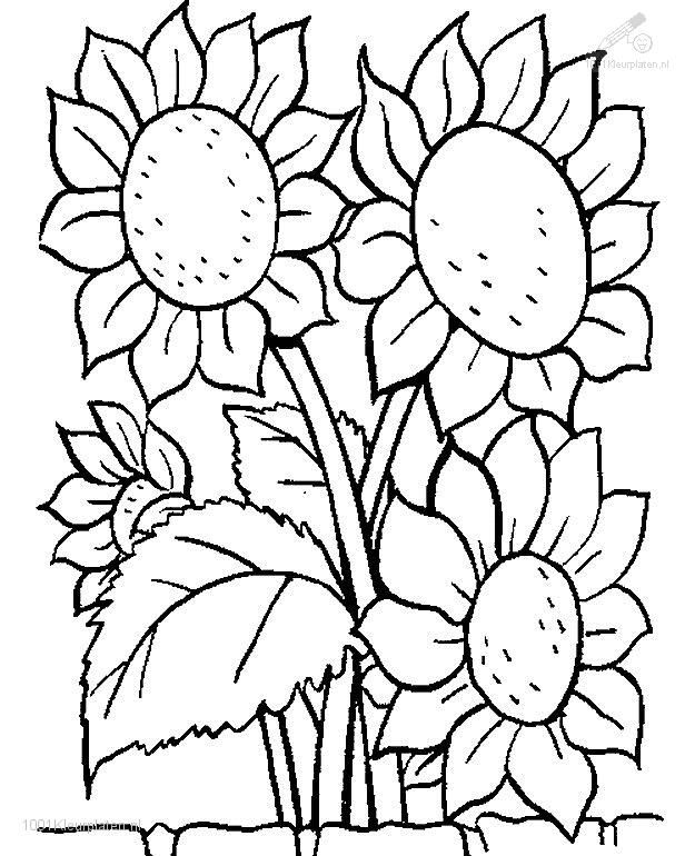 Flower coloring pages 1001 Coloringpages Plants Gtgt Flowers 616x770 Flower coloring pages 1001 Coloringpages Plants Gtgt Flowers