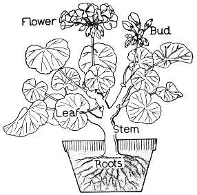 Plant Coloring Pages Education Tools Plants 286x283 Plant Coloring Pages Education Tools Plants