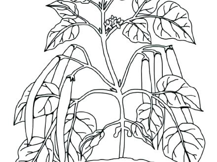 Plant Coloring Pages Top Rated Cell Coloring Page Pictures Plant 440x330 Plant Coloring Pages Top Rated Cell Coloring Page Pictures Plant