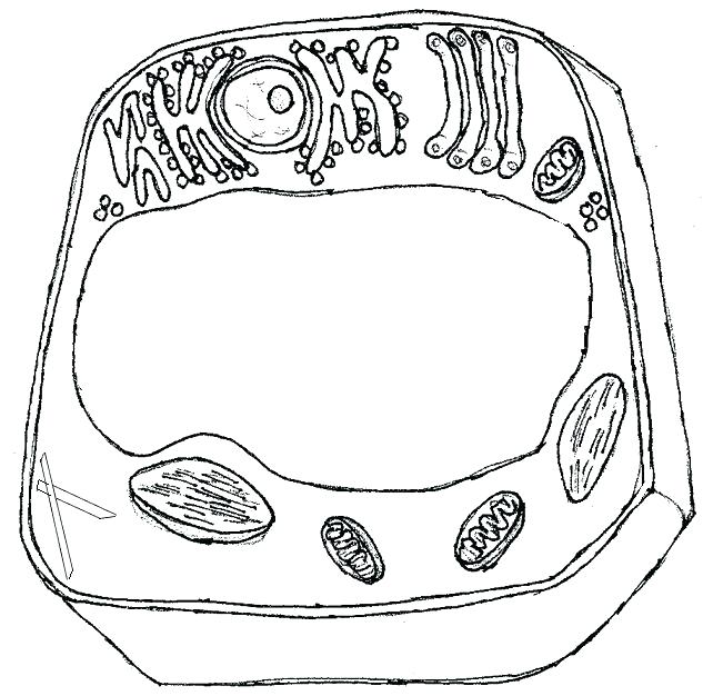 Plant Coloring Sheet Animal Cell Coloring Sheet Plus Animal Cell 642x626 Plant Coloring Sheet Animal Cell Coloring Sheet Plus Animal Cell