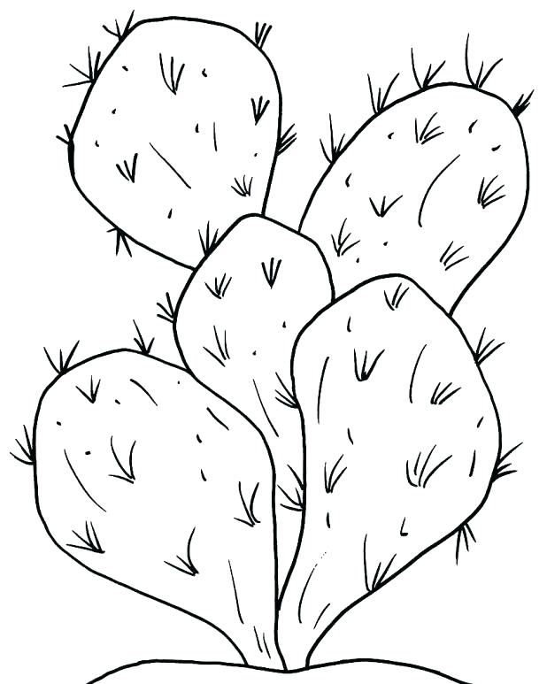 Plants Coloring Pages Preschool Parts Of A Plant Page Educational 618x773 Plants Coloring Pages Preschool Parts Of A Plant Page Educational