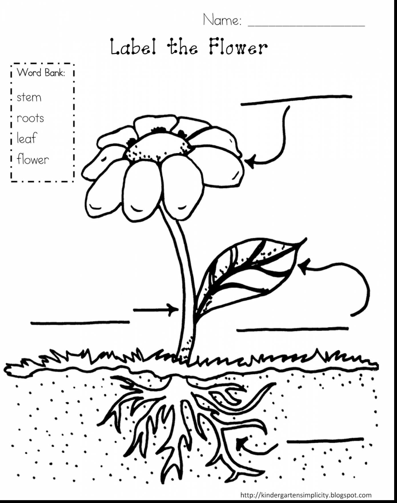 Plant Coloring Pages For Kindergarten at GetColorings.com | Free ...