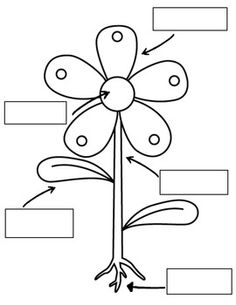 Download Plant Parts Coloring Pages And Activities 236x305 Download Plant Parts Coloring Pages And Activities