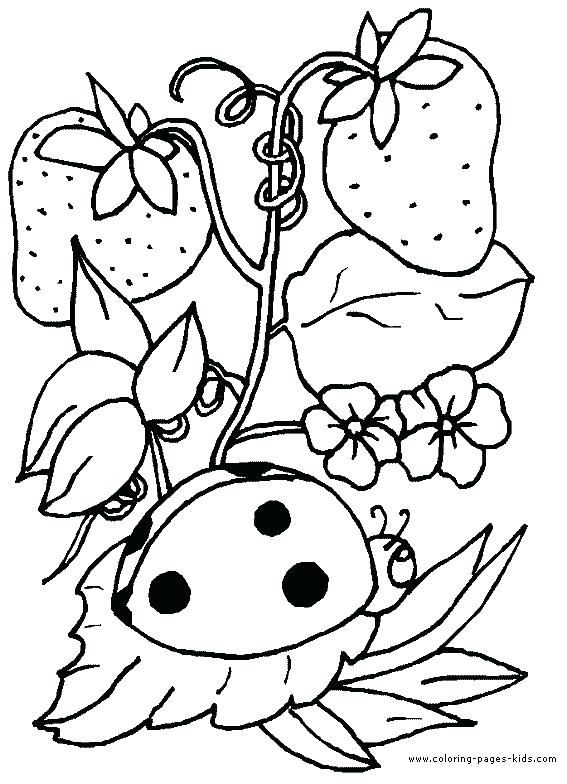 Coloring Page Strawberry Ladybug With Strawberries Animal Coloring 567x784 Coloring Page Strawberry Ladybug With Strawberries Animal Coloring