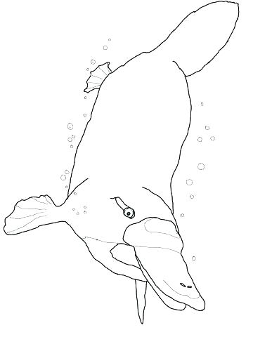 Platypus Coloring Page Platypus Coloring Page Platypus Coloring 360x480 Platypus Coloring Page Platypus Coloring Page Platypus Coloring
