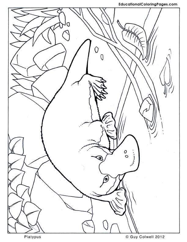 Platypus Coloring, Australian Animal Coloring Pages Summer Reads 612x792 Platypus Coloring, Australian Animal Coloring Pages Summer Reads