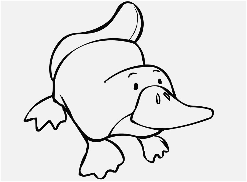 Wildlife Coloring Pages Concept Cool Platypus Coloring Pages 827x609 Wildlife Coloring Pages Concept Cool Platypus Coloring Pages