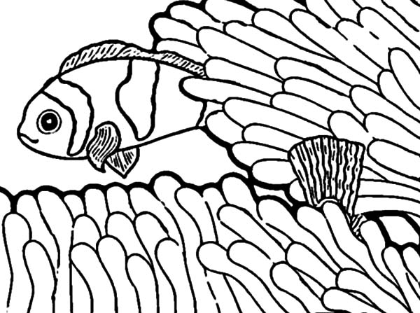 Anemon Is Clown Fish Playground Coloring Pages Best Place To Color 600x447 Anemon Is Clown Fish Playground Coloring Pages Best Place To Color