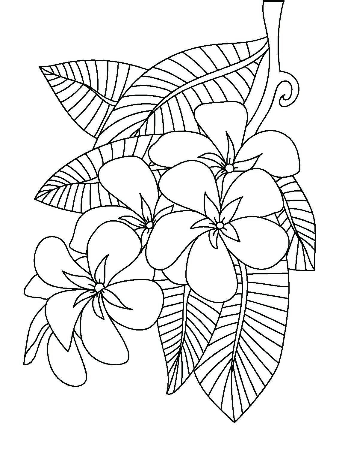 Frangipani Coloring Page Floral Coloring Pages For Adults 1132x1519 Frangipani Coloring Page Floral Coloring Pages For Adults
