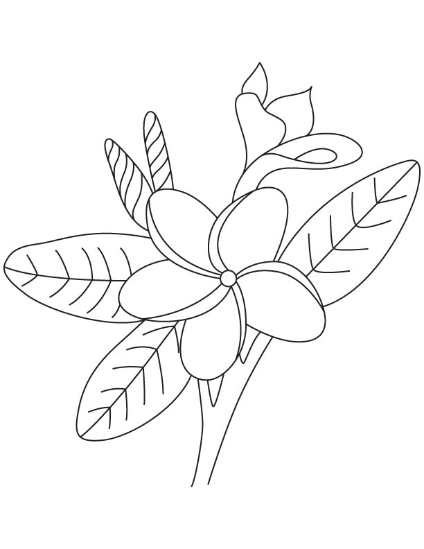 Frangipani Flower Colouing Page Download Free Frangipani Flower 612x792 Frangipani Flower Colouing Page Download Free Frangipani Flower