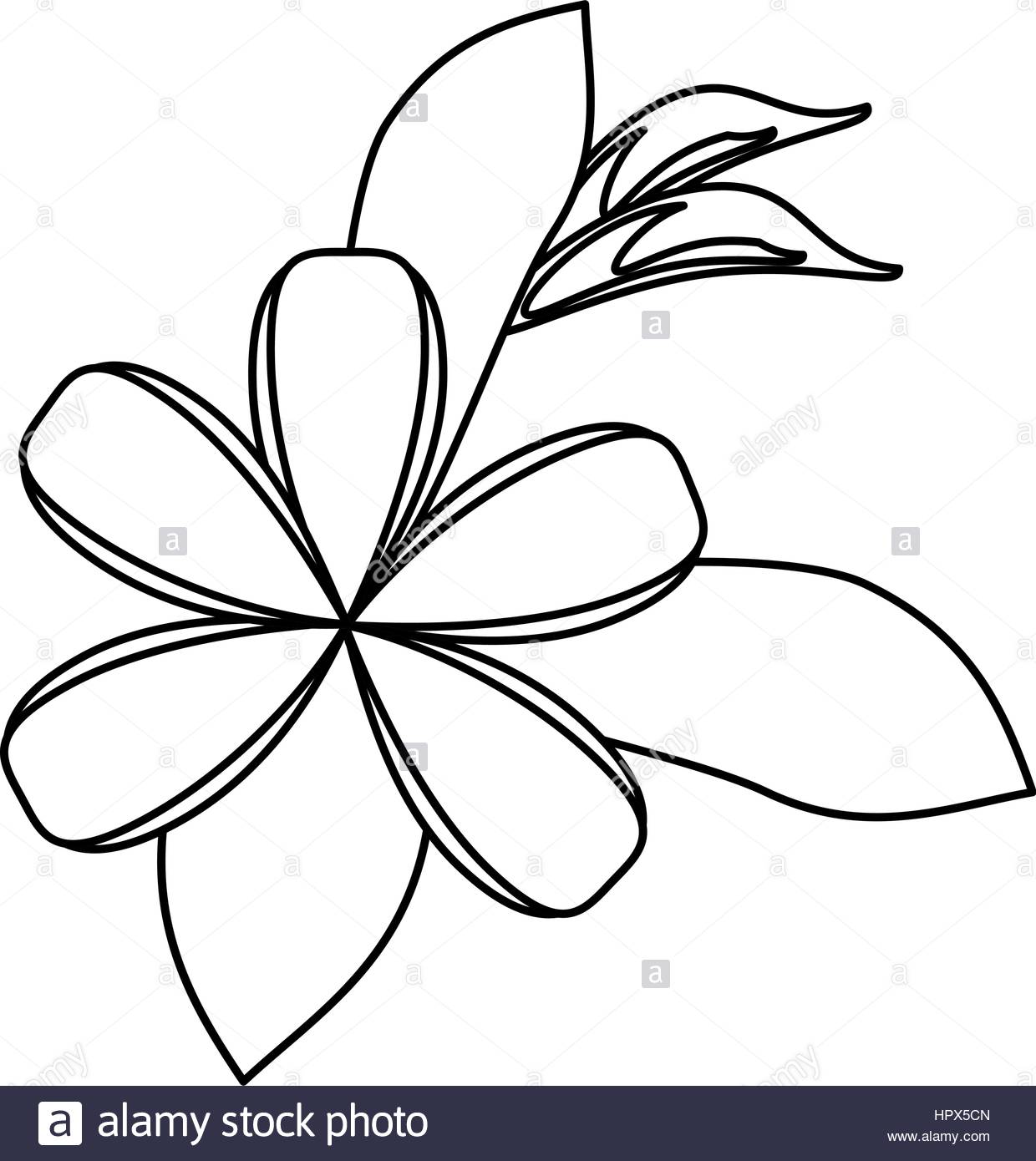 Plumeria Black And White Stock Photos Amp Images 1240x1390 Plumeria Black And White Stock Photos Amp Images