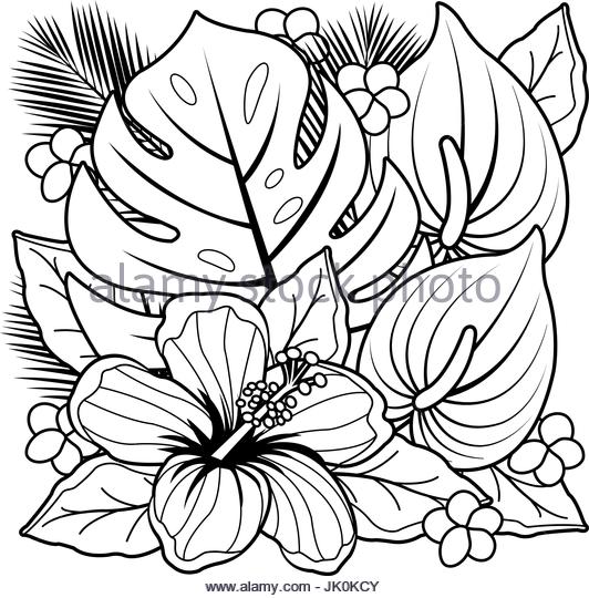 Plumeria Flowers Black And White Stock Photos Amp Images 532x540 Plumeria Flowers Black And White Stock Photos Amp Images