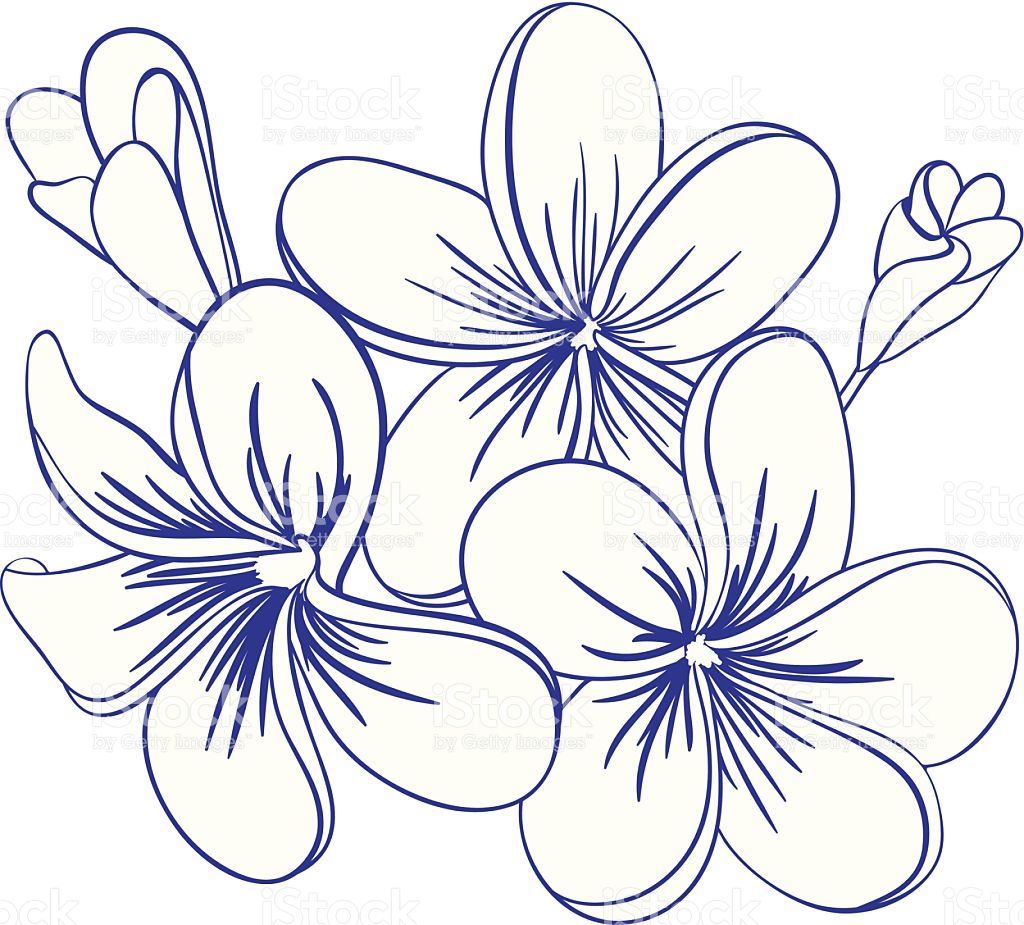 Beautiful Hand Drawn Plumeria Flowers. Pretty Cute Sketch 1024x925 Beautiful Hand Drawn Plumeria Flowers. Pretty Cute Sketch