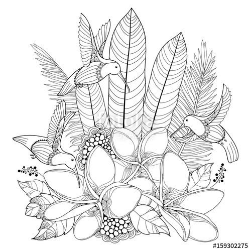 Vector Flying Hummingbird Or Colibri, Plumeria Flowers And Palm 500x500 Vector Flying Hummingbird Or Colibri, Plumeria Flowers And Palm