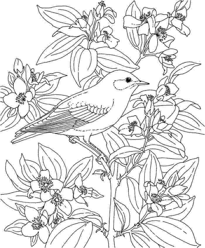 Hawaiian Flower Coloring Pages 700x846 Hawaiian Flower Coloring Pages