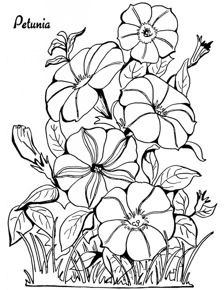 283 Best Flower Coloring Pages Images On Drawing 736x952 283 Best Flower Coloring Pages Images On Drawing