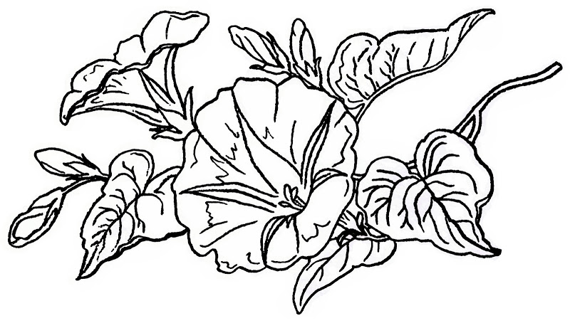 Vintage Flower Coloring Pages Printable Coloring For Kids 800x454 Vintage Flower Coloring Pages Printable Coloring For Kids