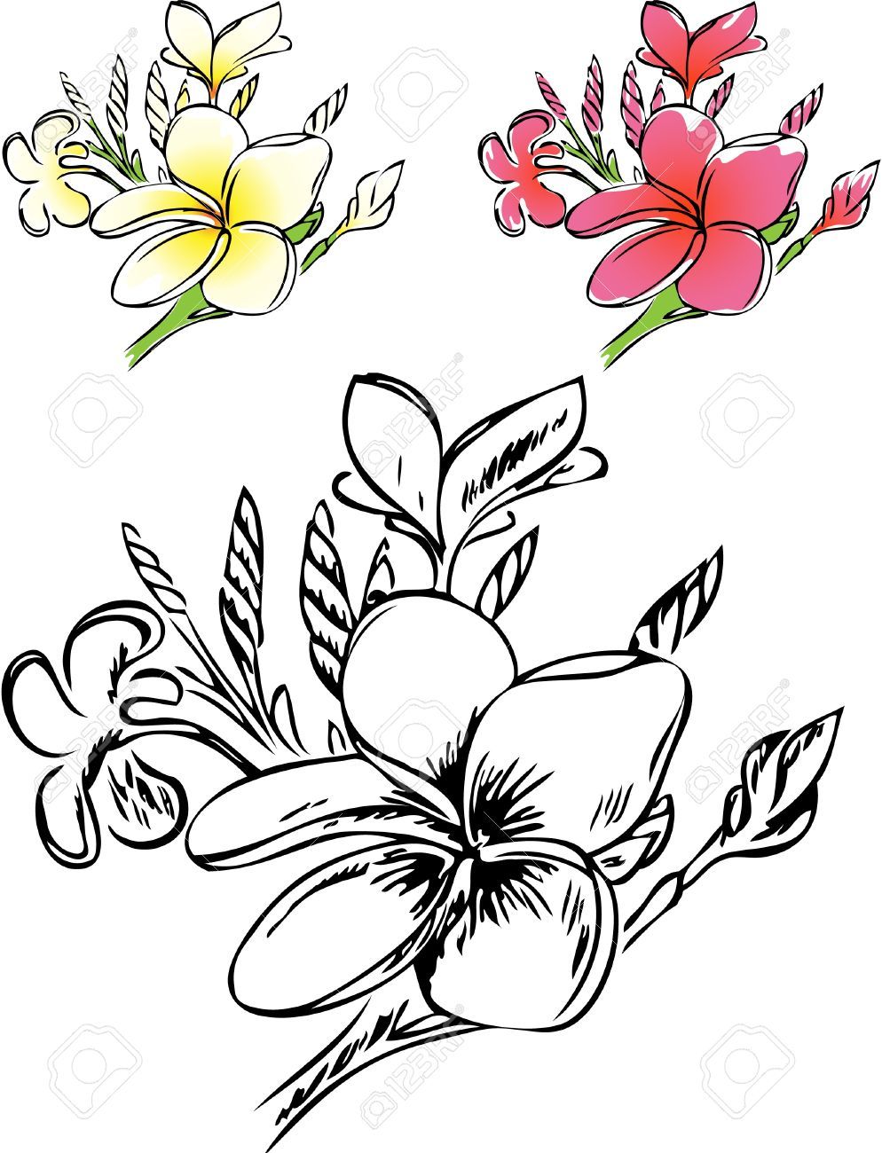 Plumeria Flower Coloring Pages at GetColorings.com | Free printable ...