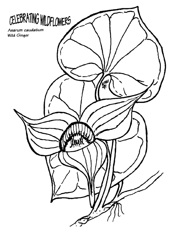 Fileasarum Caudatum Coloring Page.png 580x786 Fileasarum Caudatum Coloring Page.png