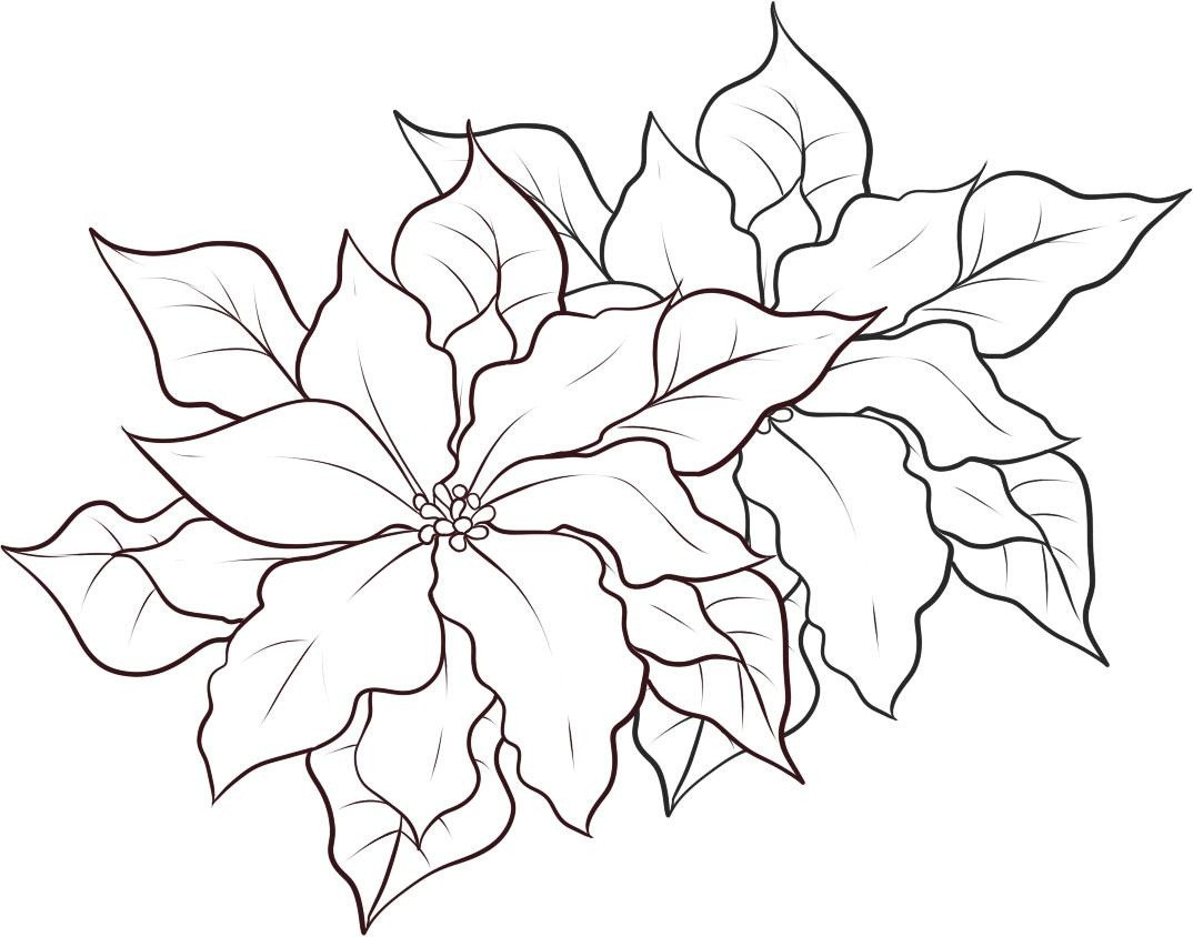 1074x844 Free Printable Poinsettia Coloring Pages For Kids In Acpra
