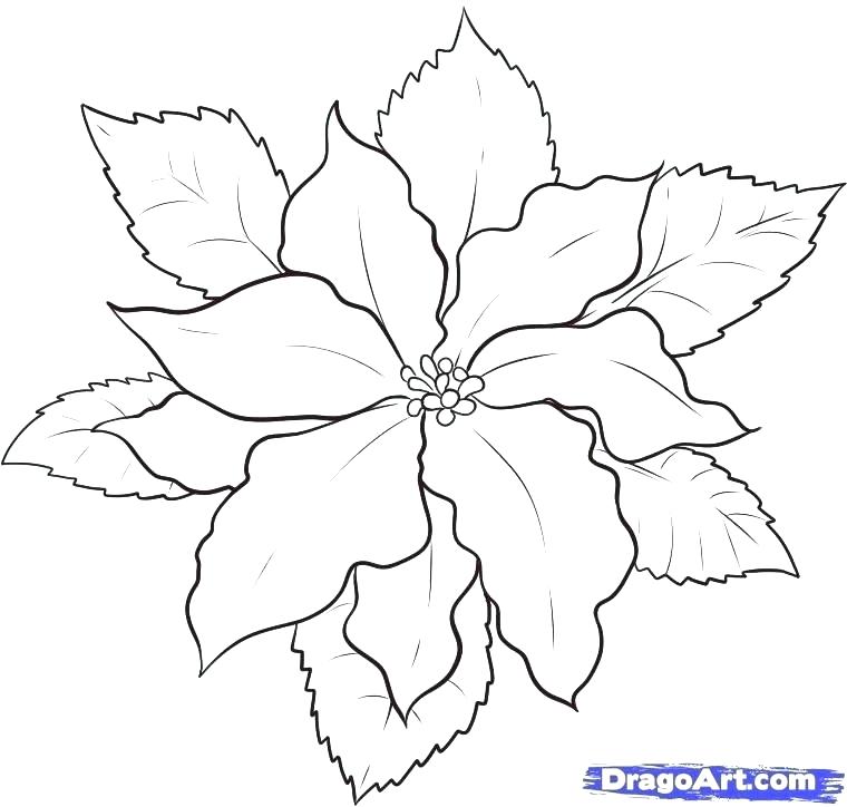 760x724 Poinsettia Wreath Mandala Poinsettia Coloring Page Poinsettia