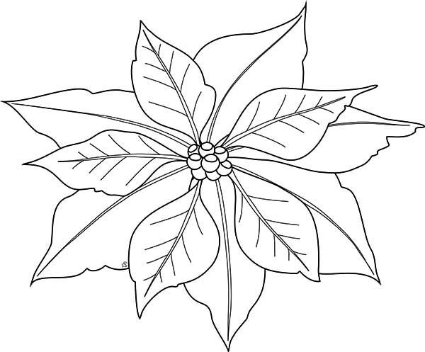 600x497 Simple Poinsettia Drawing For National Poinsettia Day Coloring