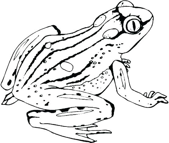 555x468 Coloring Page Frog Coloring Page Coloring Page Frog Coloring Pages