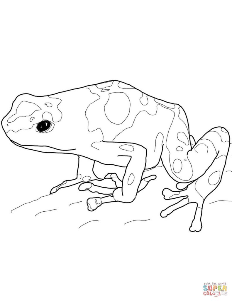 791x1024 Poison Dart Frog Coloring Pages