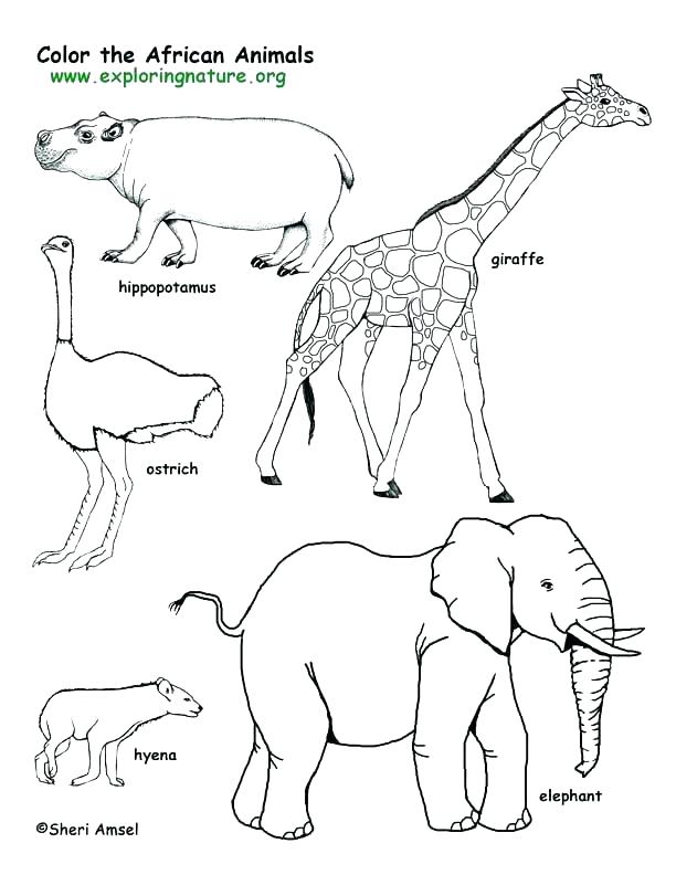 612x792 Polar Animal Coloring Pages Plus Bear Page Outline Cute Coloring