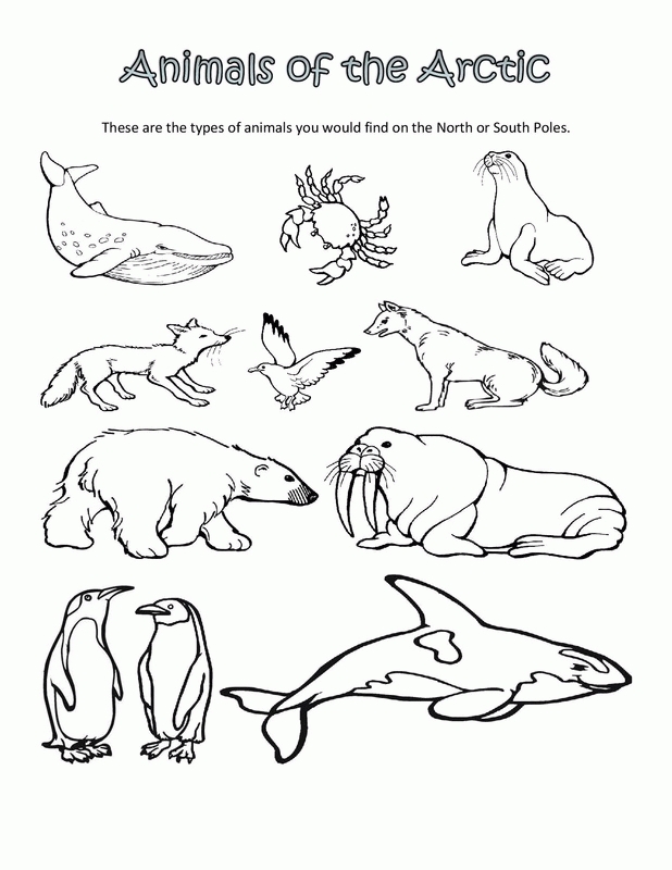618x800 Polar Animal Coloring Pages Polar Animals Coloring Pages Printable