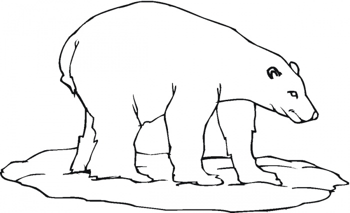 Polar Bear Coloring Pages Printable Polar Bear Colouring 700x427 Polar Bear Coloring Pages Printable Polar Bear Colouring