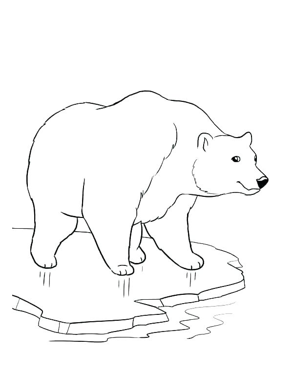 Bears Coloring Pages Polar Bear Coloring Pages Hibernating Bear 600x776 Bears Coloring Pages Polar Bear Coloring Pages Hibernating Bear