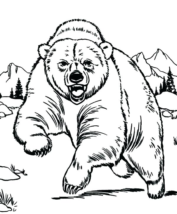 Polar Bear Coloring Pages Free Outline Pictures For Coloring Polar 600x727 Polar Bear Coloring Pages Free Outline Pictures For Coloring Polar