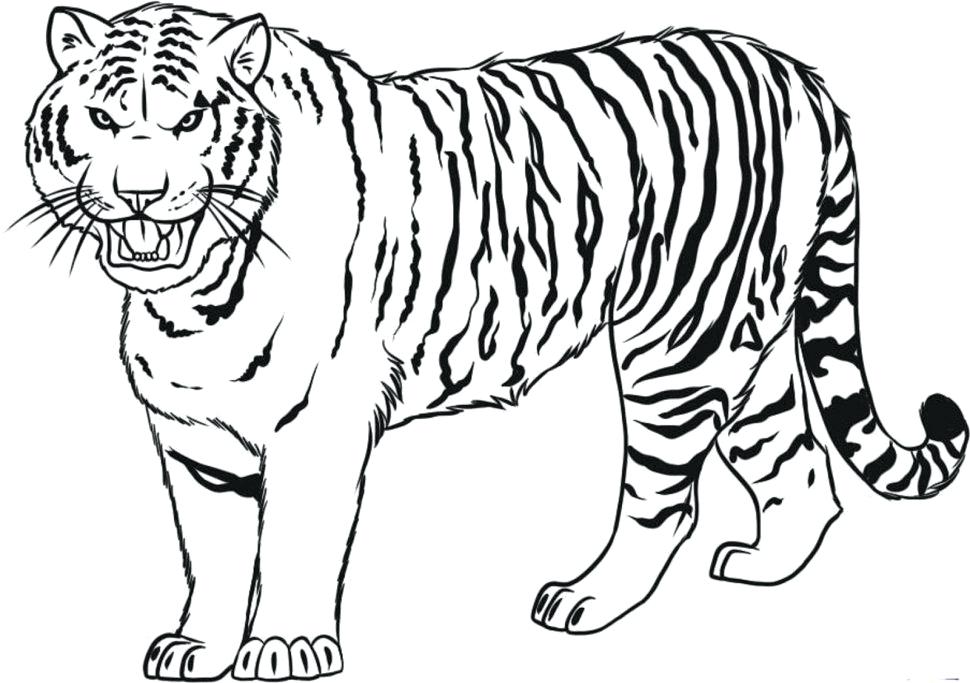 Daniel Tiger Coloring Pages Coloring Pages Elegant Polar Bear Cubs 970x683 Daniel Tiger Coloring Pages Coloring Pages Elegant Polar Bear Cubs