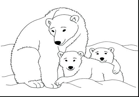 Polar Bear Coloring Sheet Page Image Images Bear Coloring Pages 476x333 Polar Bear Coloring Sheet Page Image Images Bear Coloring Pages