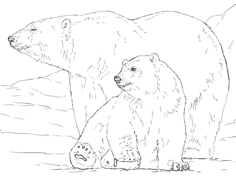Polar Bear Plus Baby Looking Side Coloring Page 480x360 Polar Bear Plus Baby Looking Side Coloring Page