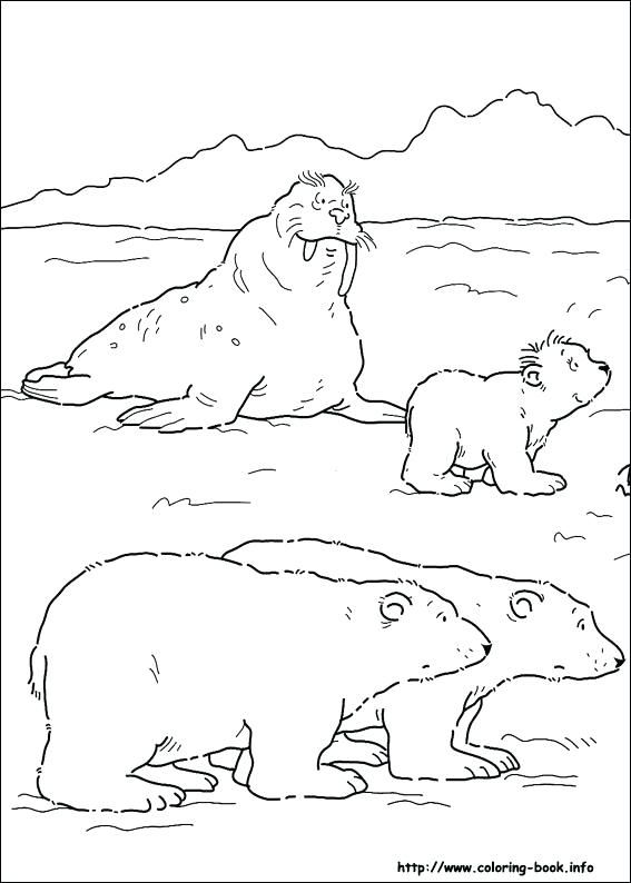 Polar Bear Coloring Sheets 567x794 Polar Bear Coloring Sheets
