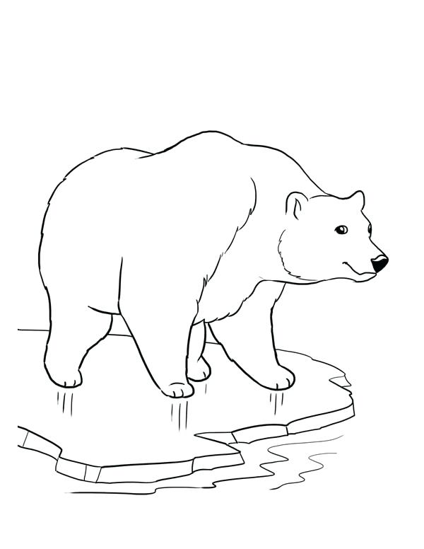 Special Polar Bear Pictures To Color Bears Coloring Pages Pin Page 600x776 Special Polar Bear Pictures To Color Bears Coloring Pages Pin Page