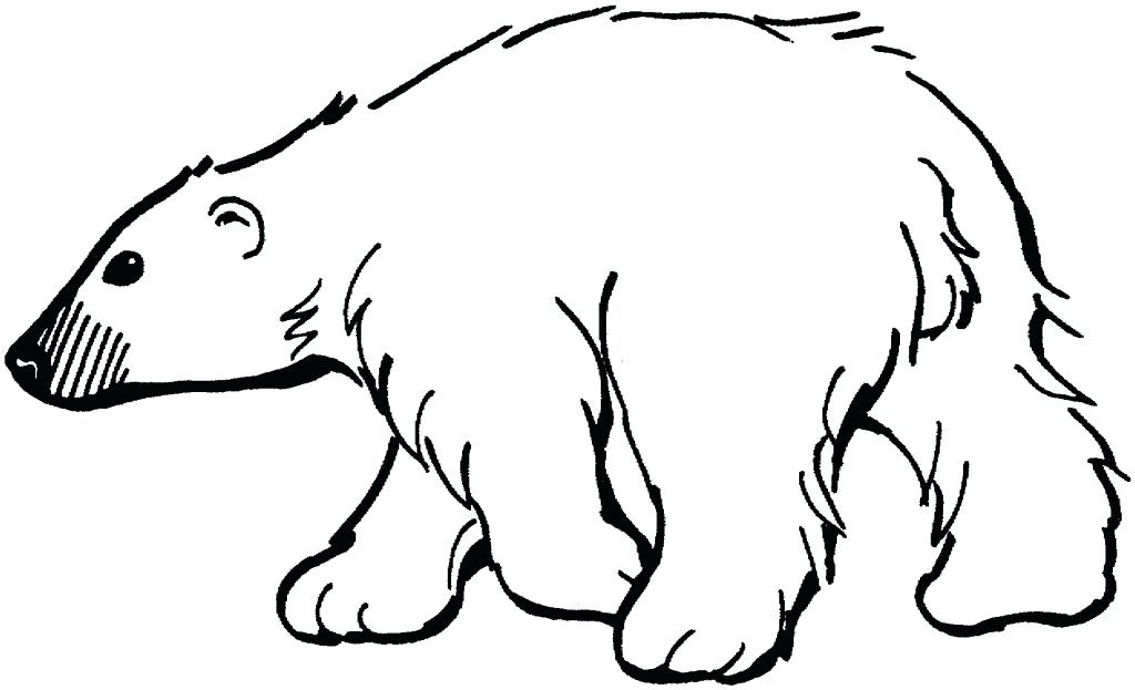Polar Bear Outline Drawing 1024x623 Polar Bear Outline Drawing