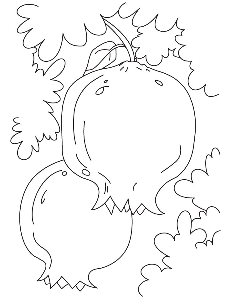 738x954 Free Pomegranates Coloring Pages Team Colors