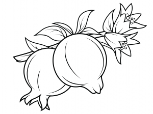 300x224 Pomegranate Coloring Pages